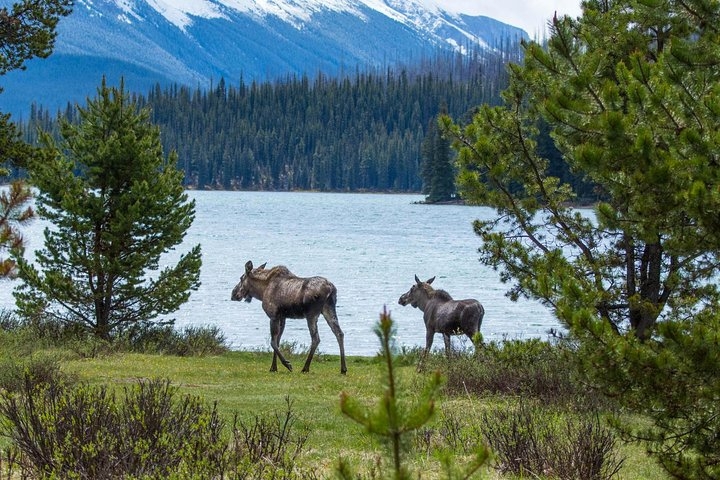 Jasper Wildlife and Waterfalls Tour with Maligne Lake Hike