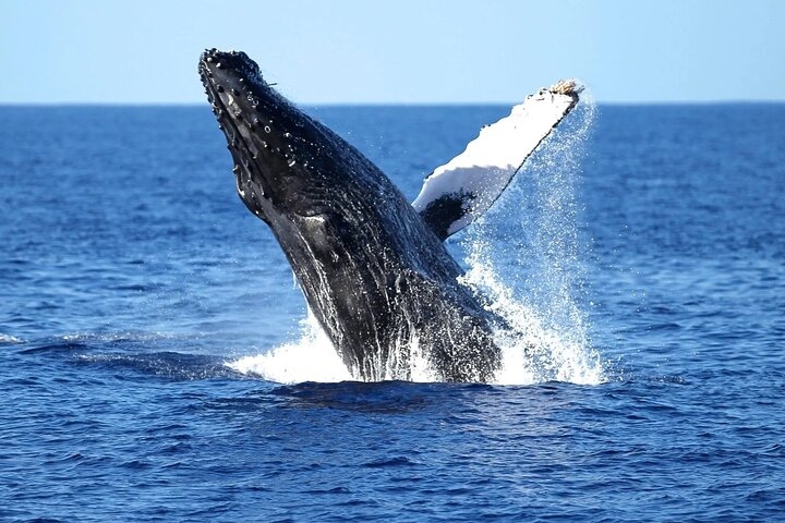  Glass Bottom Boat Whale Watching Tour