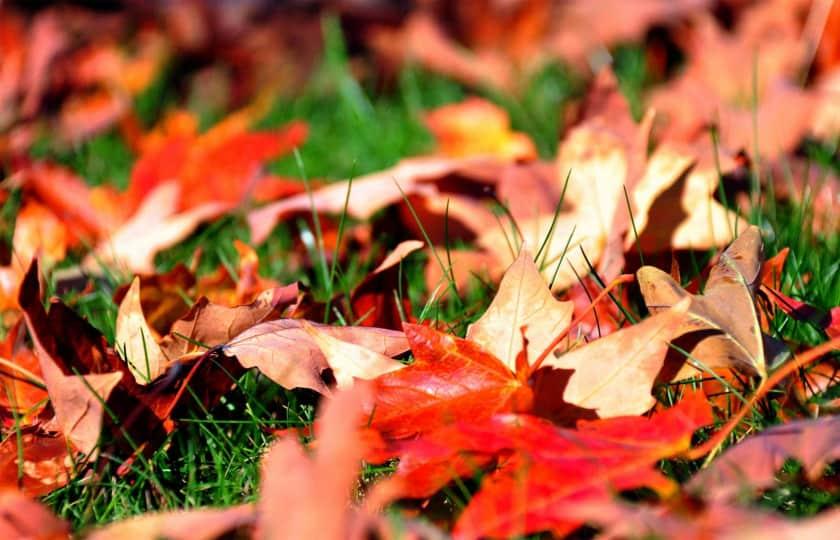 Fallen Leaves