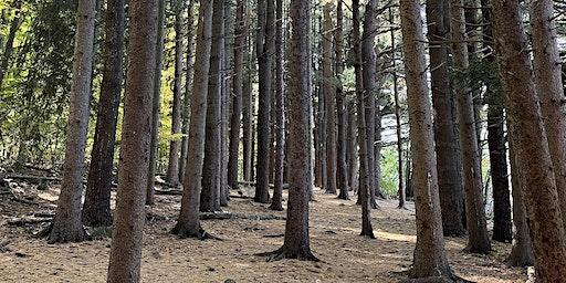 Forest Bathing