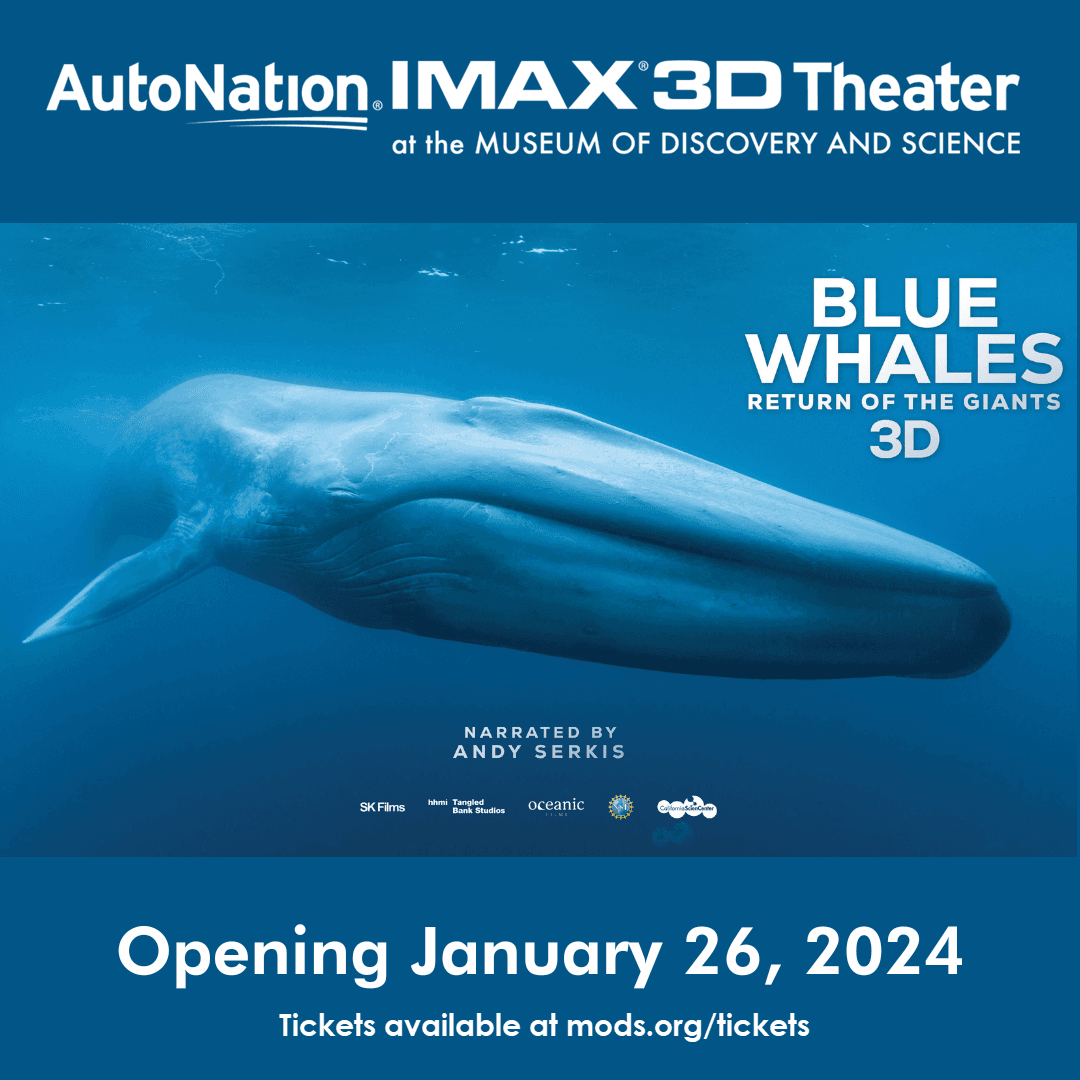 Blue Whales: Return of the Giants Premieres at the AutoNation® IMAX® 3D Theater