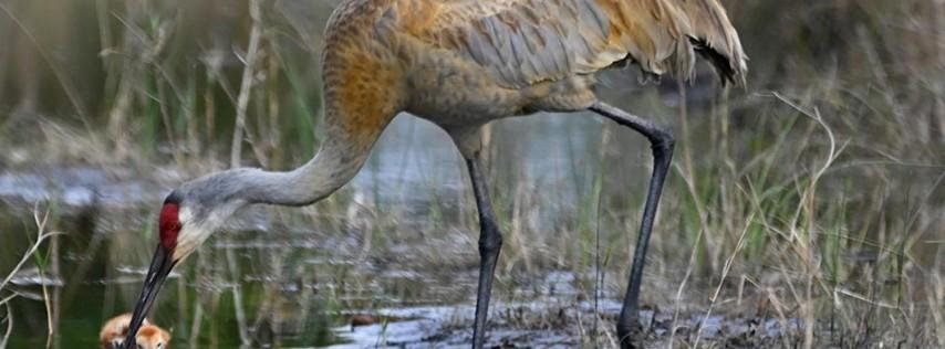 Arthur Marshall Loxahatchee NWR