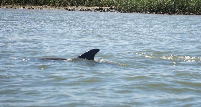 Dolphin Walk