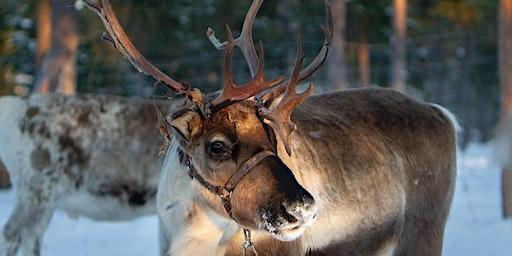 Finnish Christmas Movie and Fika Night!