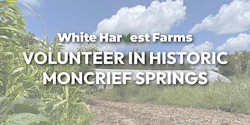 White Harvest Farms Volunteering