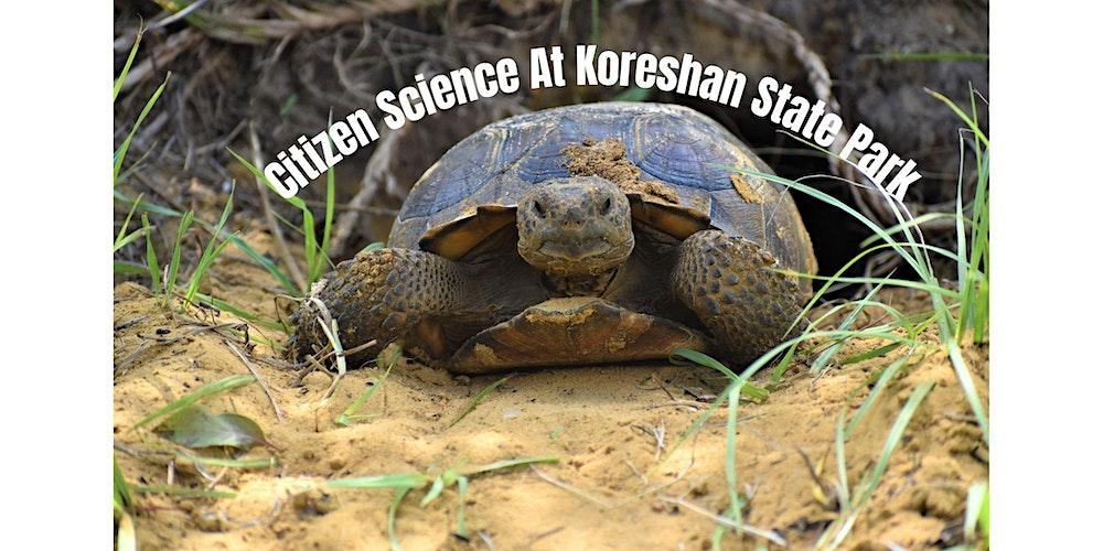 Citizen Science - Gopher Tortoise