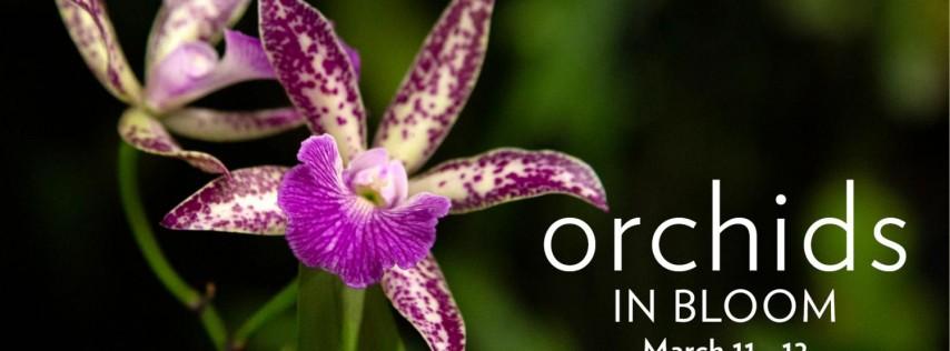 Orchids in Bloom