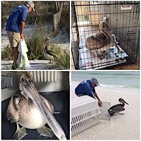 Wildlife Rescue Volunteer Recruitment