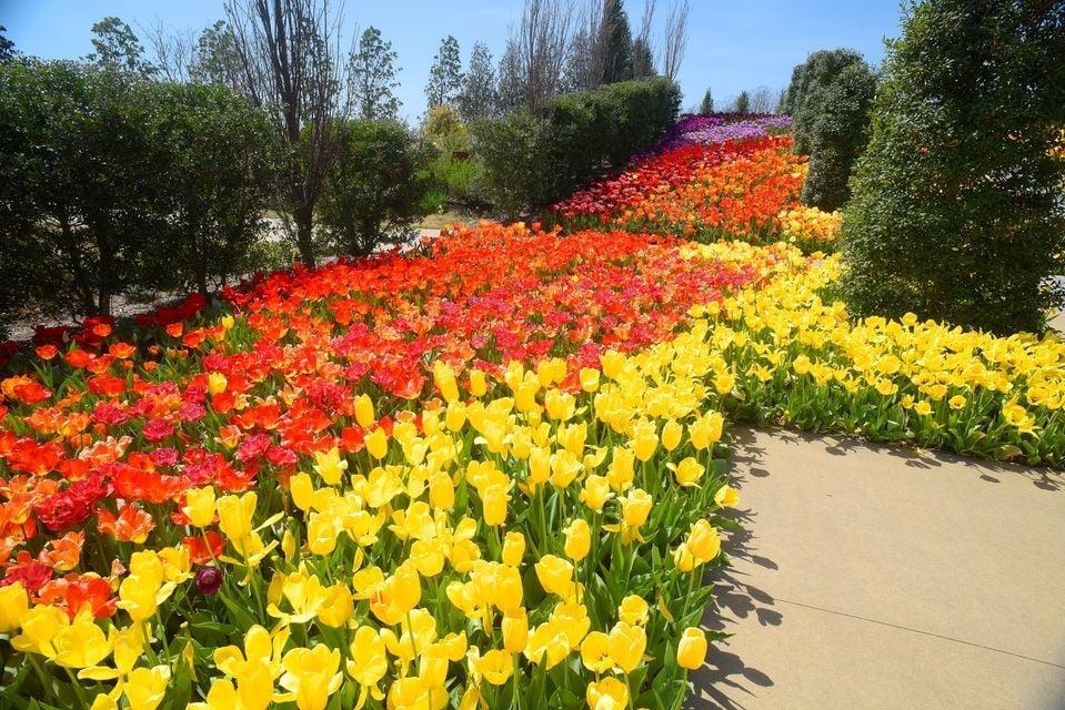 Tulsa Botanic BLOOMS