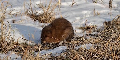 Wonderful Winter Wildlife