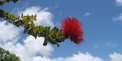 Hanai 'aina Conservation Workday: Forest Restoration