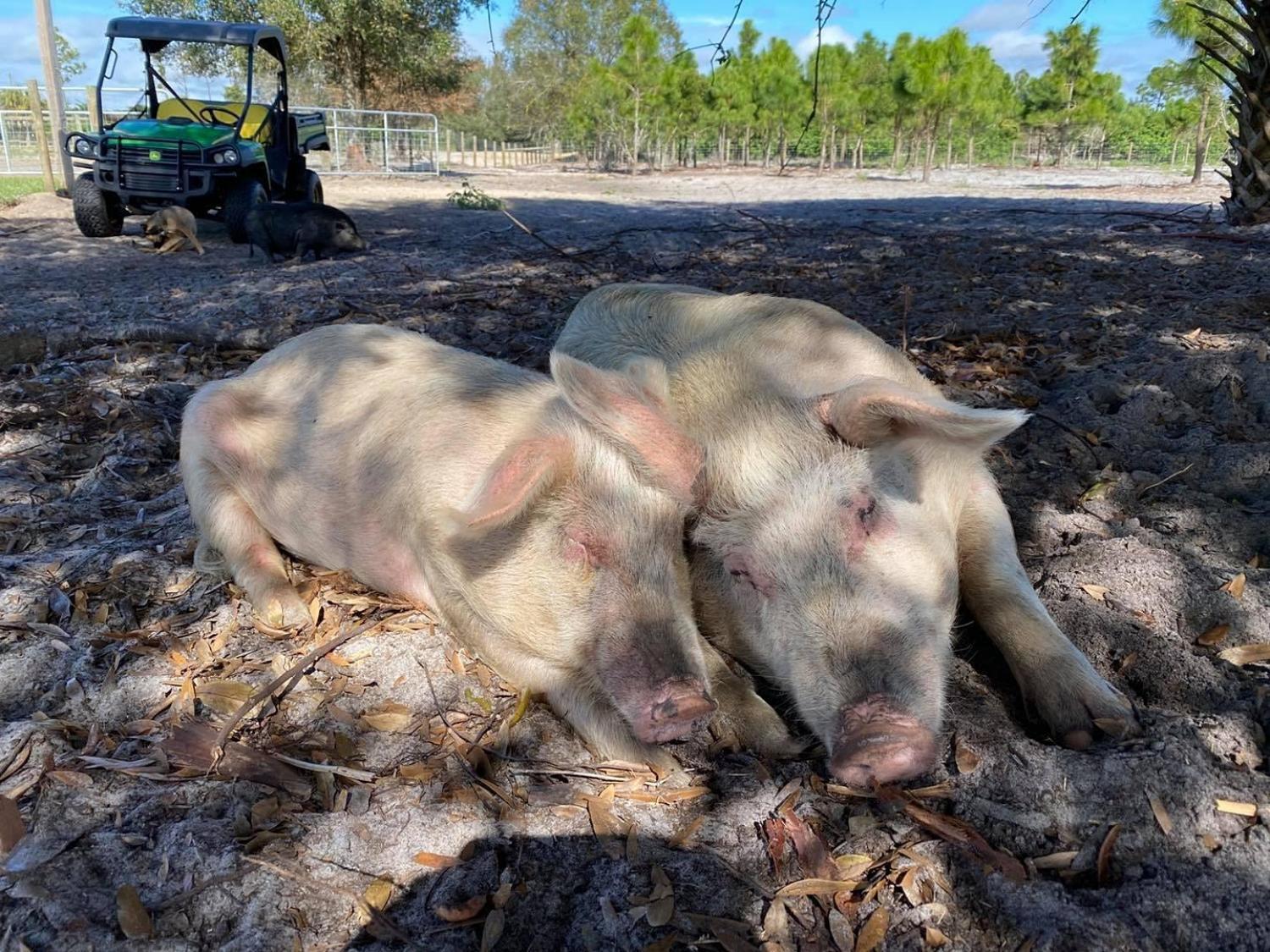 Valentine's Day at Little Bear Sanctuary