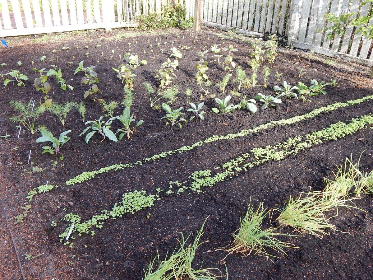 The Spring Vegetable Garden