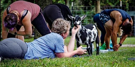 Goat Yoga