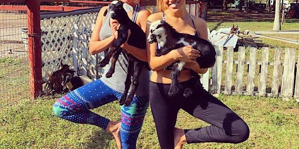 Goat Yoga in Sarasota