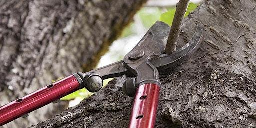 Pruning Fruit Trees for Beginners - Albany, OR