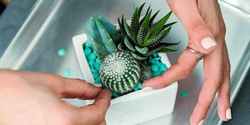 Beginner's Succulent Arrangement & Planting Class (South Lamar Blvd.)