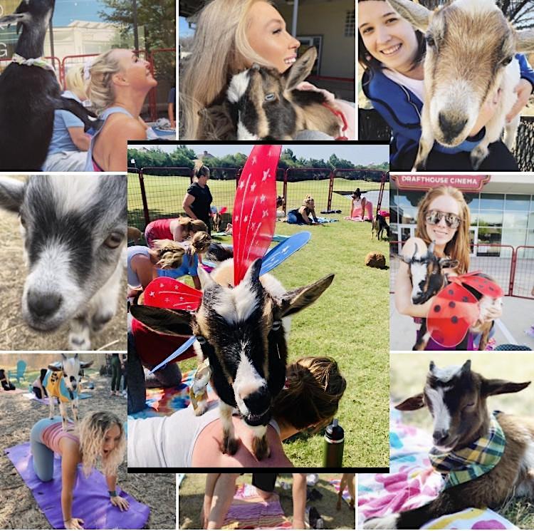 Halloween Costume Goat Yoga Fort Worth!
Sat Oct 22, 10:00 AM - Sat Oct 22, 11:00 AM
in 2 days