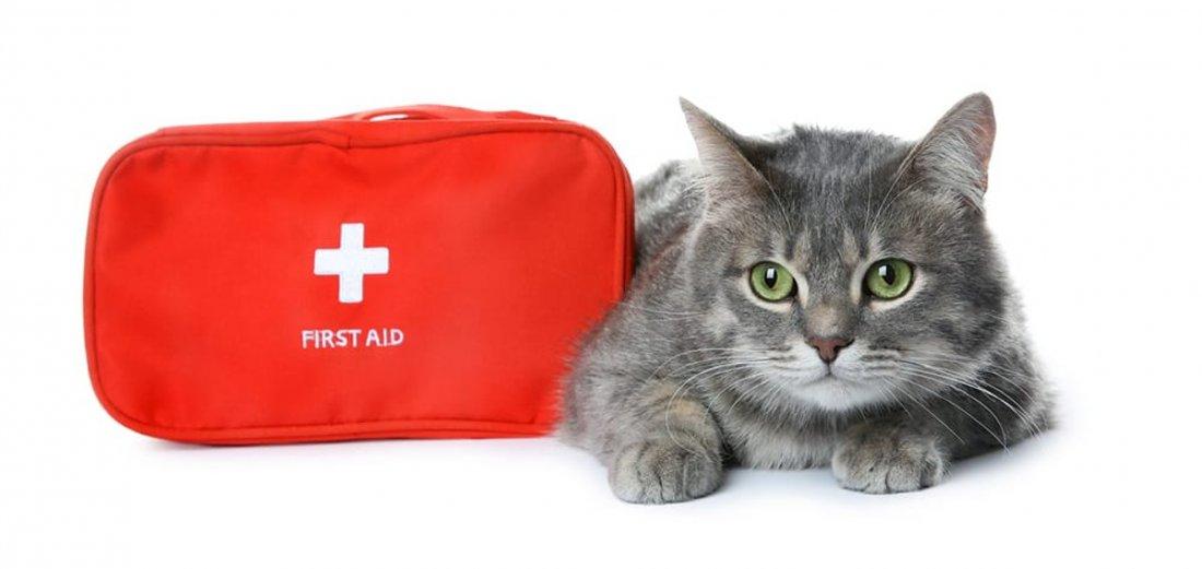 Pet First Aid &amp; Disaster Response