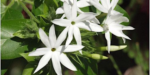 Fragrant Flowers