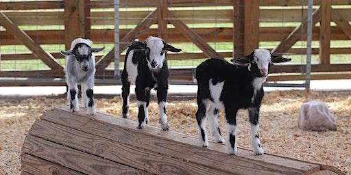 GOAT YOGA at Alaska Farms Orlando