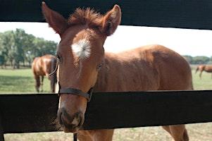 Equine Field Day, University of Florida