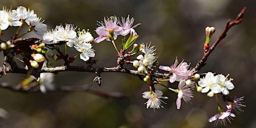 Winter Interest in the Central Florida Landscape