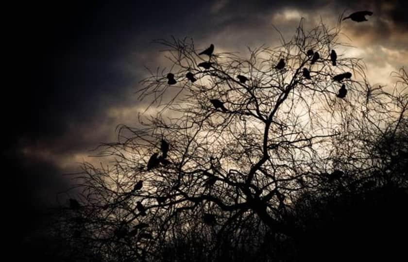 A Murder of Crows