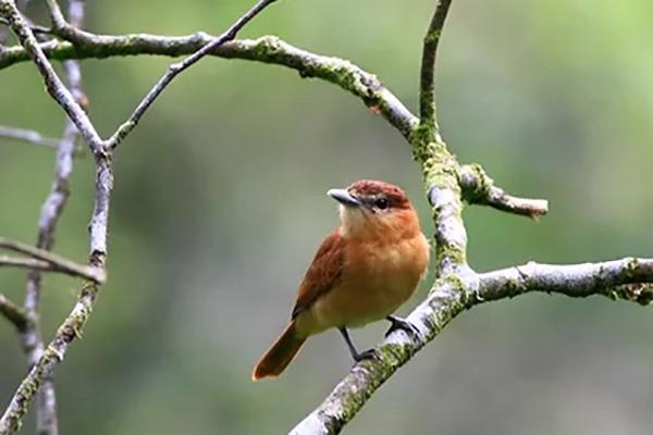 Family Bird Language Adventure Winter2022