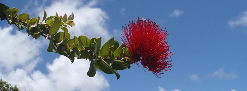 Hanai 'aina Conservation Workday: Forest Restoration