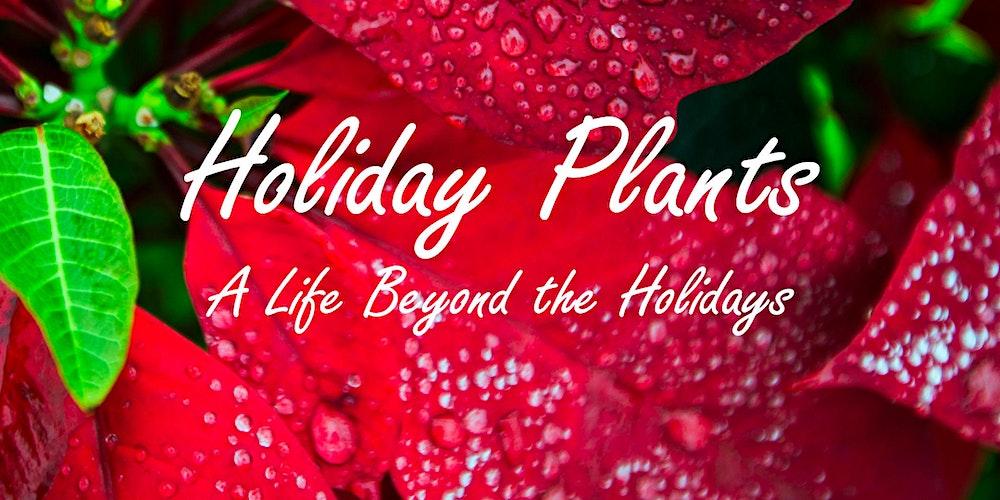 Holiday Plants – A Life Beyond the Holidays