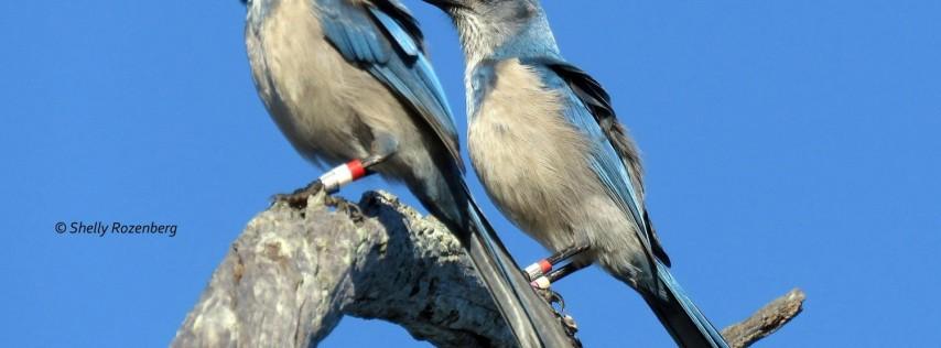 Florida Scrub Jay Walk