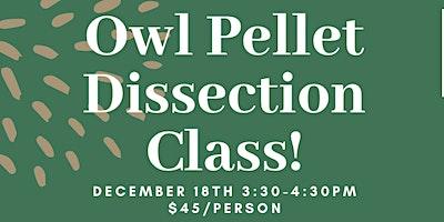 Owl Pellet Dissection Class