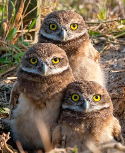 20th Annual Burrowing Owl Festival