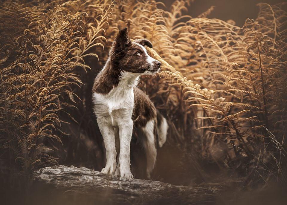 Puppy class Stavanger