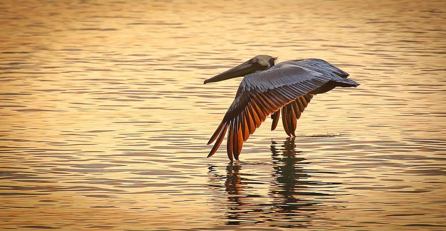 Thanksgiving Weekend Sunset Cruise & Behind-the-Scenes Tour
Sat Nov 26, 3:30 PM - Sat Nov 26, 6:30 PM
in 22 days