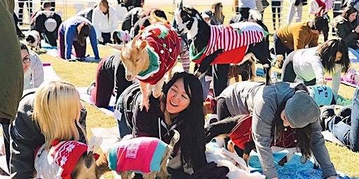 Merry Christmas Goat Yoga!