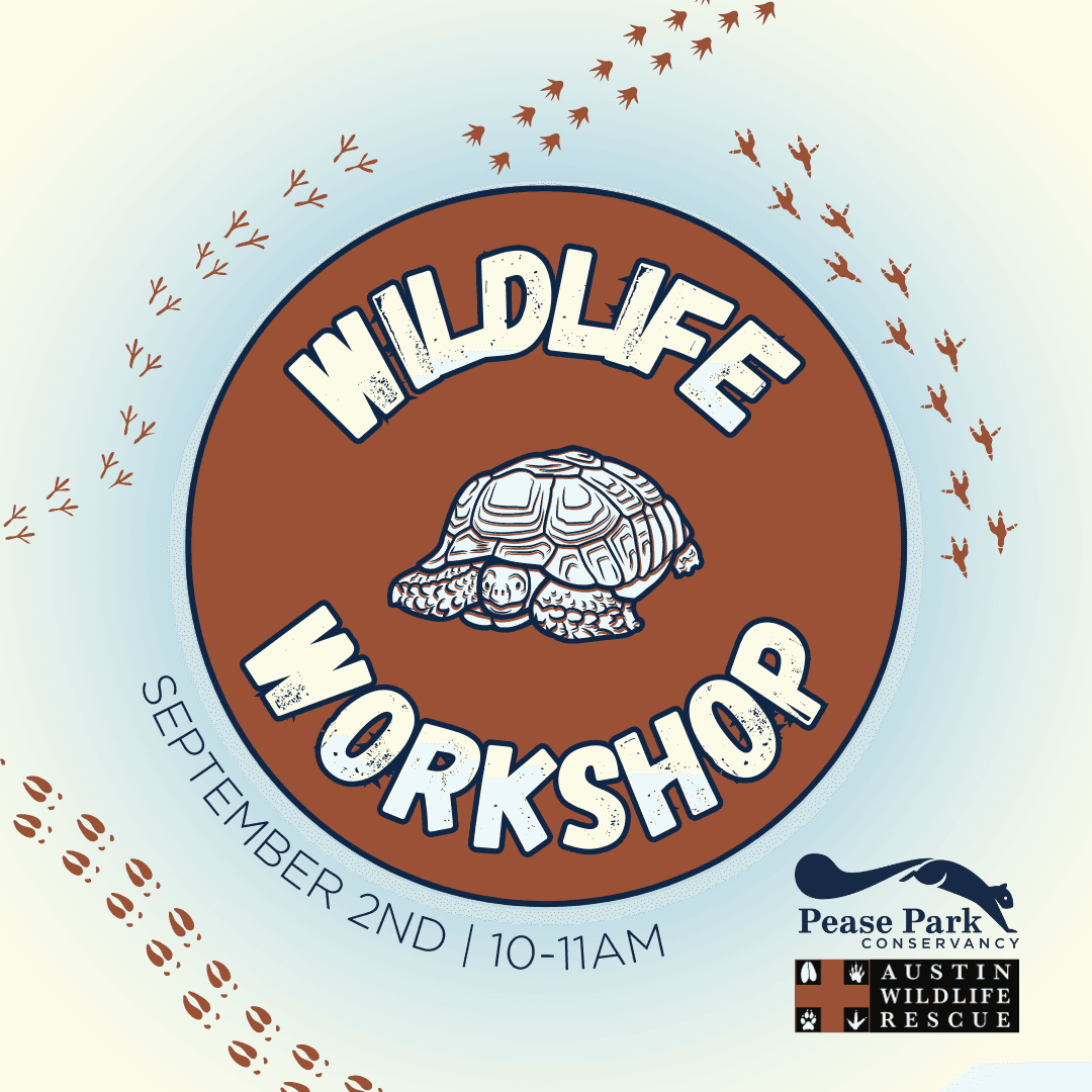 Wildlife Workshop with Austin Wildlife Rescue