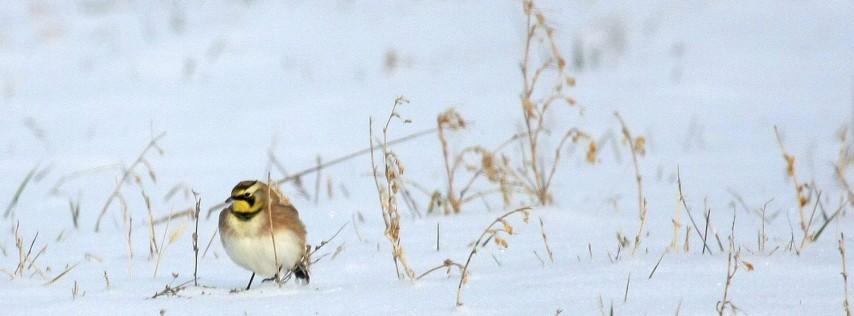 End-of-day Tally Party: Madison-area Christmas Bird Count