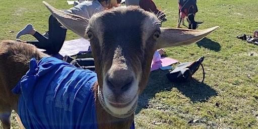 Goat Yoga in the 305 at Suniland Park