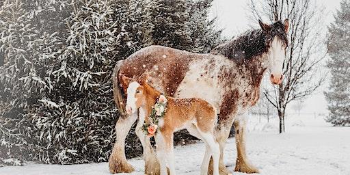 Christmas with the Clydesdales