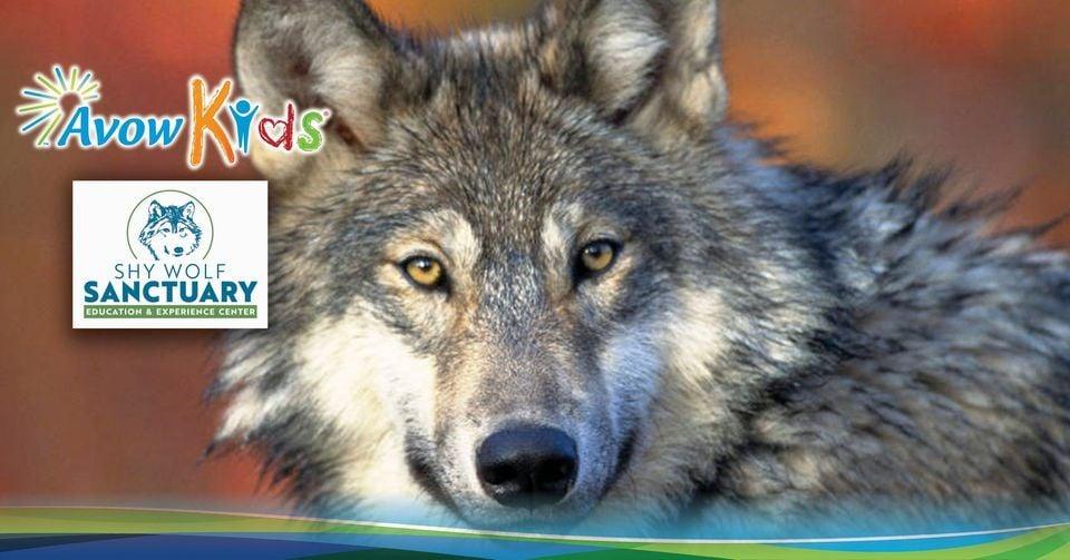 Avow Kids Shy Wolf Day Camp