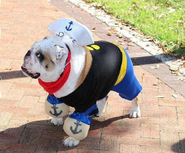 Sarasota DOG-A-WEEN Costume Contest
Sat Oct 29, 9:00 AM - Sat Oct 29, 12:00 PM
in 9 days