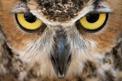 Owl Prowl Holiday Hoot at Audubon Center