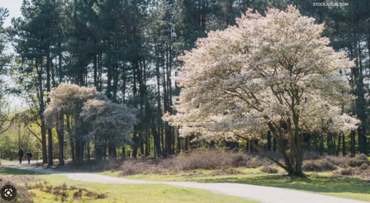 2023 9th Annual Tree Diversity Conference