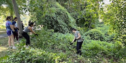 Invasive Plant Removal at Willson's Woods Park