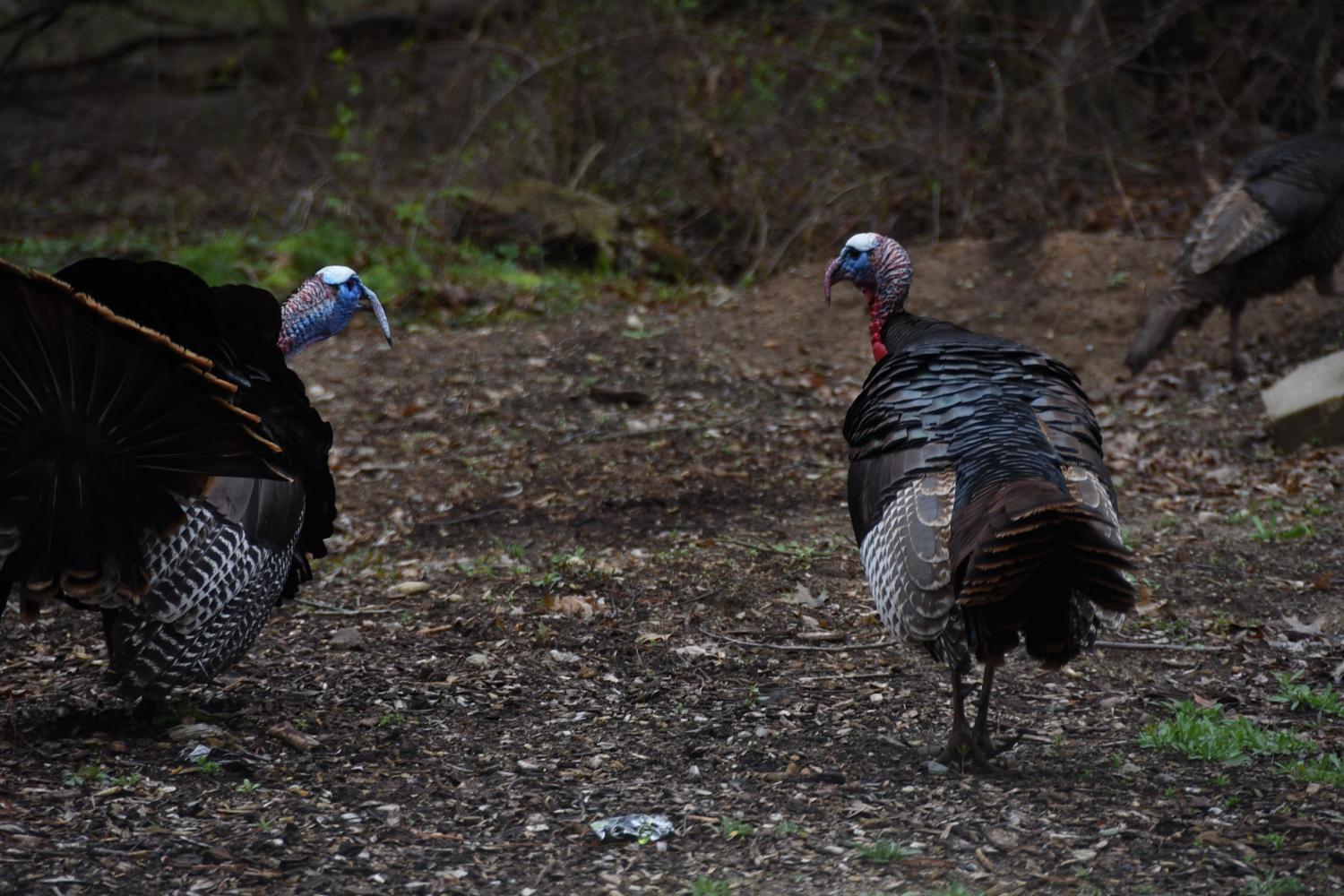 Turkey Trek
Tue Nov 22, 12:00 PM - Tue Nov 22, 1:00 PM
in 18 days