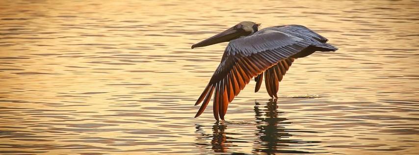 Thanksgiving Weekend Sunset Cruise & Behind-the-Scenes Tour