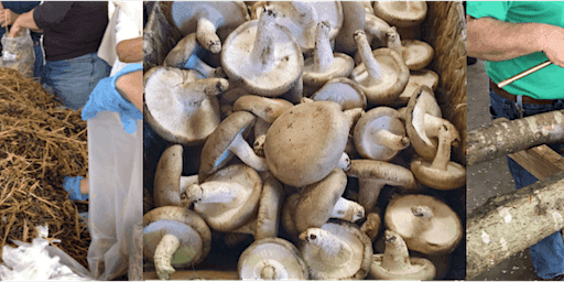 Small Scale Mushroom Production