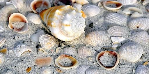 Hotspots for Florida Shelling